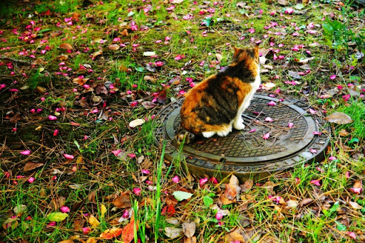 とある一軒家の遺品整理(※イメージ3)